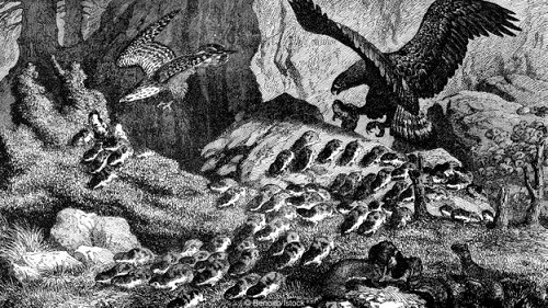 dong vat co tu tu khong