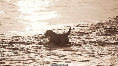 dong vat co tu tu khong