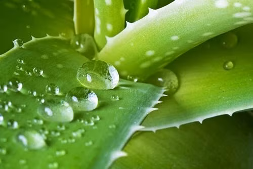 chua chay nang than ky khong the bo qua trong mua he