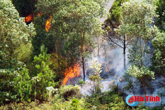 chay nhieu dien tich rung thong keo tai huong son