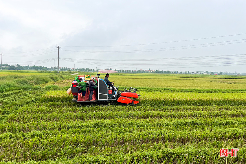 Huyện Đức Thọ phấn đấu đến ngày 15/5 sẽ hoàn thành thu hoạch lúa xuân 2024.