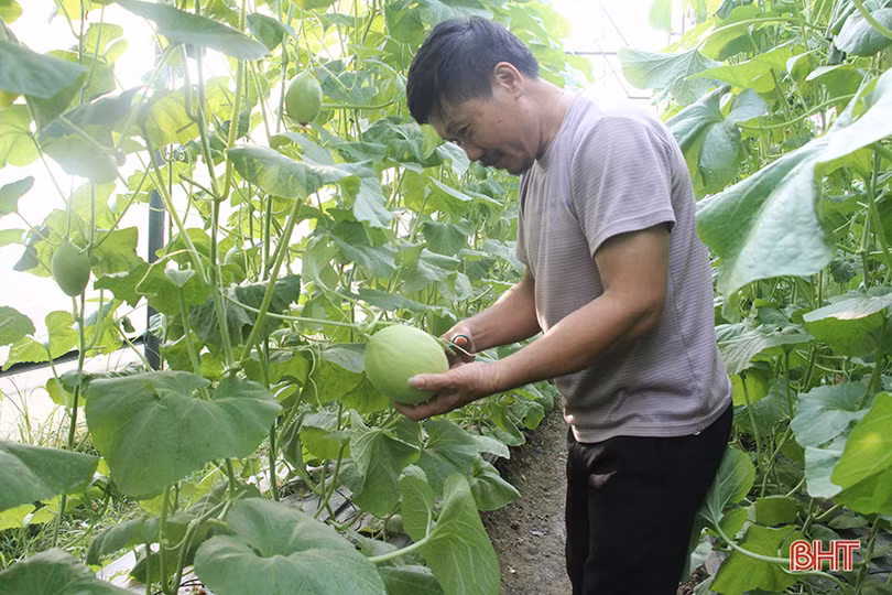 lac vao vuon dua kim hoang hau cua lao nong o bac son