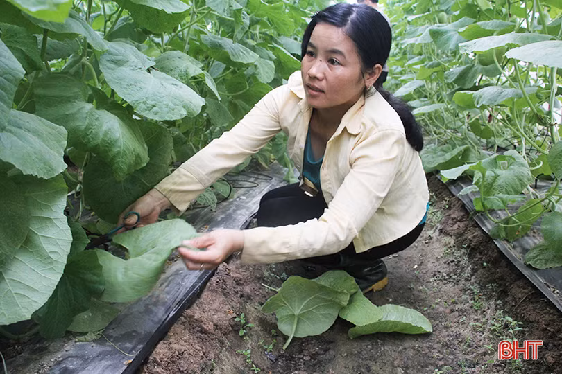 lac vao vuon dua kim hoang hau cua lao nong o bac son