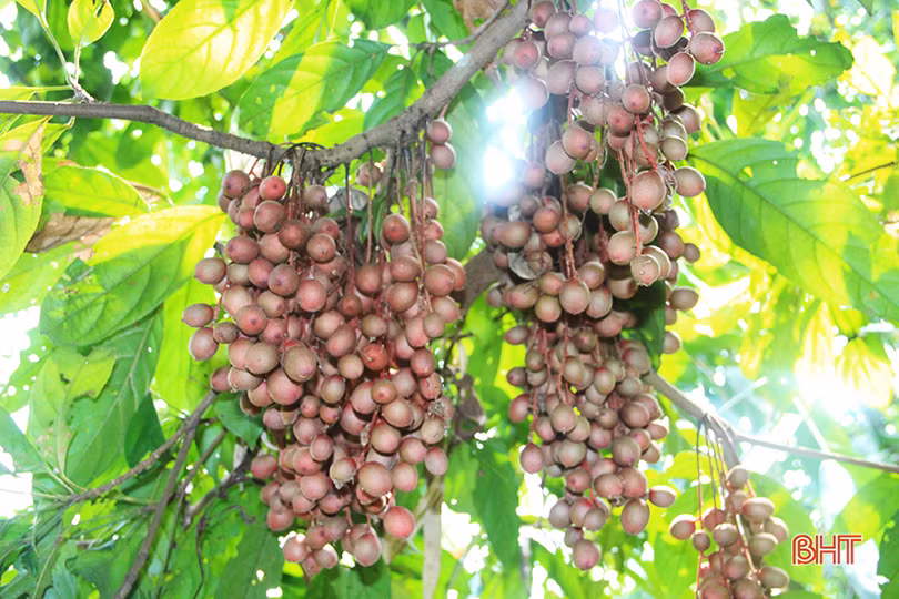 “Chết thèm” với những cây dâu da quả từ gốc đến ngọn tại Hà Tĩnh