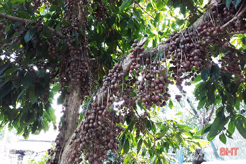 “Chết thèm” với những cây dâu da quả từ gốc đến ngọn tại Hà Tĩnh