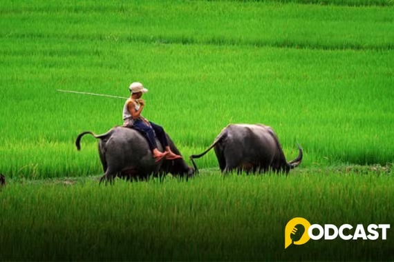 Podcast tản văn: Chăn trâu – một miền nhớ