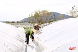 Nông dân Hà Tĩnh gia cố nhà màng, chủ động ứng phó thiên tai