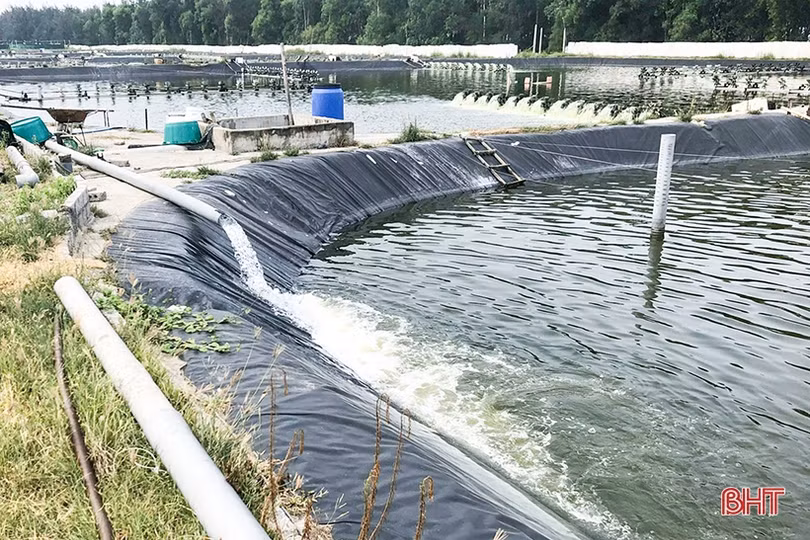 Gấp rút chống nóng, phòng dịch bệnh cho tôm nuôi ở Hà Tĩnh
