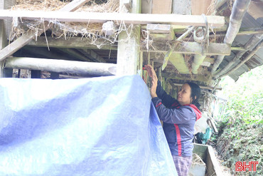 Người dân chủ động nguồn thức ăn và chống rét cho đàn gia súc