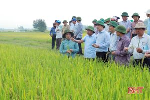 Chủ tịch UBND tỉnh Đặng Quốc Khánh kiểm tra kết quả sản xuất thử giống lúa BQ