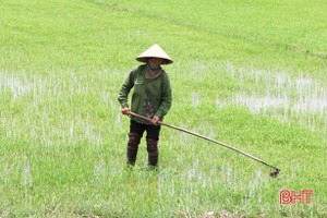 Đạo ôn, chuột đồng “tấn công” hàng trăm héc-ta lúa xuân Hà Tĩnh