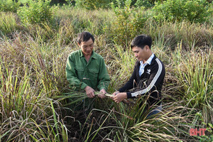 Người trồng sả huyện Kỳ Anh loay hoay tìm đầu ra cho sản phẩm