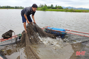 Nuôi cá vược, ngư dân làng chài Cẩm Phúc thu cả trăm triệu đồng