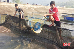 Nuôi cá lồng nhựa: Chi phí thấp, hiệu quả cao