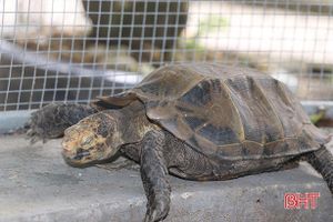 1 người dân bàn giao 44 cá thể rùa quý hiếm cho Vườn Quốc gia Vũ Quang