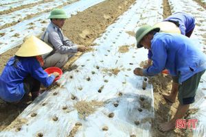 Địa phương đầu tiên của Hà Tĩnh thí điểm 16ha lạc giống “bảo quản ngoài đồng ruộng”