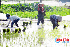 Nông dân Lộc Hà khẩn trương xuống giống vụ xuân