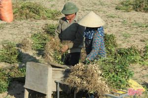 Năng suất lạc xuân ở Hà Tĩnh cao nhất trong vòng 3 năm trở lại đây