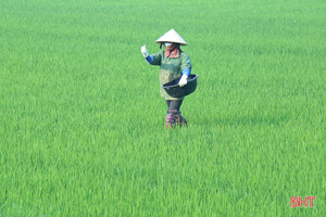 Nông dân Hà Tĩnh tích cực chăm bón lúa xuân “thì con gái”