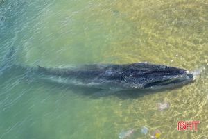 Xác cá voi nặng hơn 700 kg trôi dạt vào bờ biển Hà Tĩnh