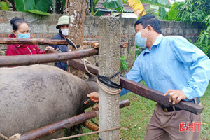 Lộc Hà đặt mục tiêu hoàn thành tiêm phòng cho đàn gia súc, gia cầm trước 16/8