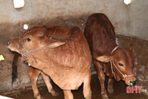 Thêm 4 xã ở Can Lộc xuất hiện bệnh viêm da nổi cục trên trâu, bò