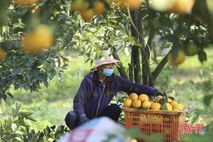 Nông sản Can Lộc sẵn sàng phục vụ thị trường tết