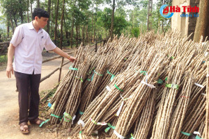 Nông dân vùng thượng Kỳ Anh tái đầu tư vùng nguyên liệu sắn