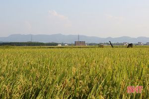 Chung tay thu hoạch, tiêu thụ nông sản cho người dân vùng bị phong tỏa do dịch ở Hà Tĩnh