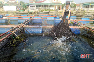 Nuôi cá lồng bè trên sông Đò Điệm, thu tiền tỷ dịp Tết