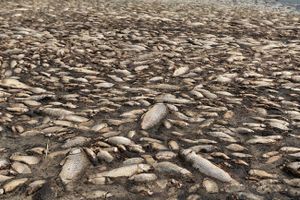 Thế giới ngày qua: Cá chết hàng loạt tại hồ Koroneia của Hy Lạp