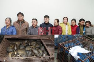 Truy tố 12 bị can vụ nuôi nhốt, buôn bán tê tê cực lớn ở Hà Tĩnh