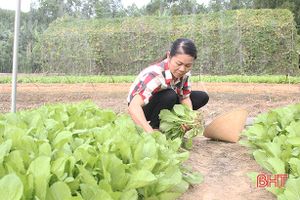 Sản xuất vụ đông - đầu tư thấp, hiệu quả cao