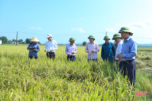 Các địa phương đẩy nhanh tiến độ thu hoạch hè thu đúng kế hoạch