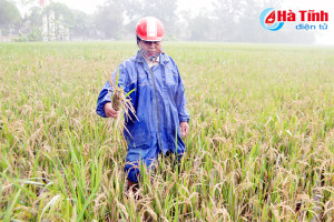 Báo động đạo ôn cổ bông, người dân Nghi Xuân vẫn "bình chân như vại"