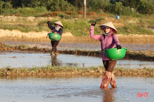 Cẩm Xuyên phấn đấu hoàn thành gieo cấy trước 10/6