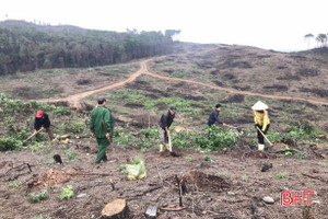 Chưa đầy tháng đã phủ xanh 26 ha rừng sau vụ cháy kinh hoàng ở Hà Tĩnh