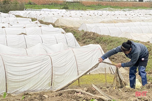 Nông dân Hà Tĩnh chống rét cho mạ, chuẩn bị xuống giống trà chính vụ lúa xuân