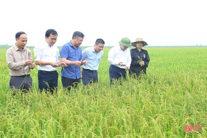 Mưa ẩm kéo dài, lo đạo ôn cổ bông bùng phát ở Hà Tĩnh