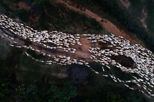 "Đàn cừu trở về" ở Ninh Thuận nổi bật trên National Geographic