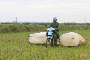 Săn cào cào kiếm tiền triệu mỗi ngày