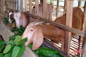Hương Sơn hỗ trợ nâng cao chất lượng đàn dê