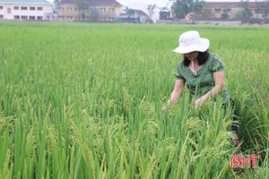 Sản xuất hè thu 2018: “Căng” thời vụ, "nghèo" giống chủ lực