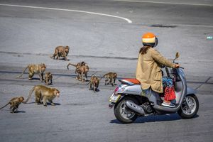 Con người cố gắng lấy lại thành phố từ tay loài khỉ