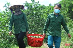 Chanh Vũ Quang sai quả nhưng lại... “rớt” giá, ế hàng do ảnh hưởng dịch Covid-19