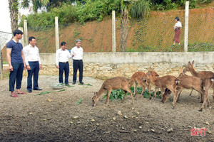 Phát triển chỉ dẫn địa lý cho nhung hươu Hương Sơn