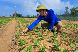 Chớp nắng, người dân Nghi Xuân nhanh tay xuống giống, chăm sóc hoa tết