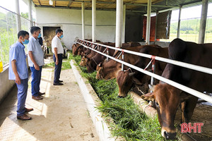 Nông dân Tân Hương thu nhập cao nhờ đa dạng hóa cây trồng, vật nuôi