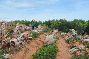 100 ha chè bị nắng nóng "thiêu đốt", nông dân Hà Tĩnh "vắt chân" chống hạn