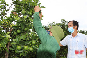 Chi hội trưởng nông dân “tiếp sức” xóa đói giảm nghèo ở huyện miền núi Hà Tĩnh